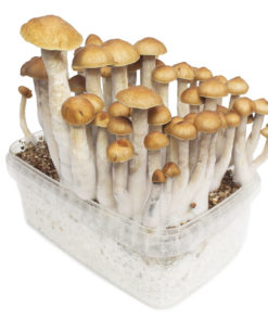 Buy golden teacher mushroom online