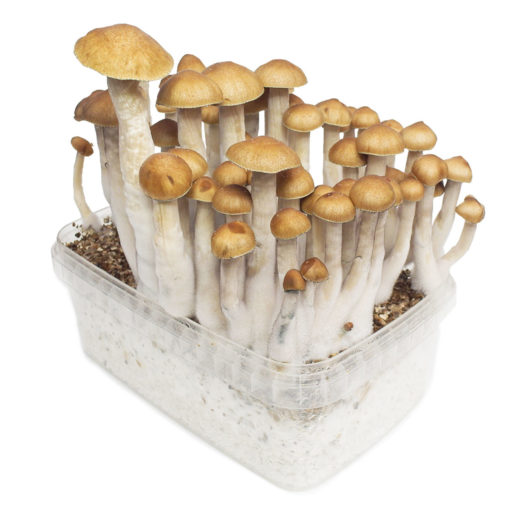 Buy golden teacher mushroom online