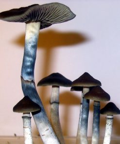 Buy blue meanie mushroom