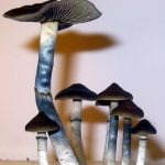 blue meanies for sale