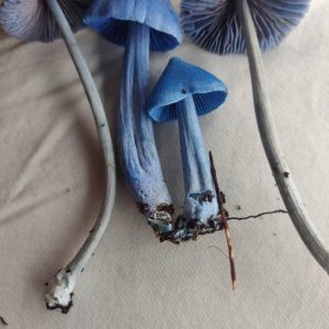 Dried Blue Meanies mushrooms