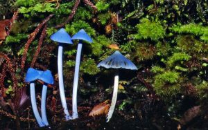 blue meanie mushroom