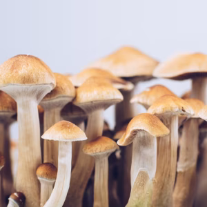 Buy Golden Teacher Mushrooms