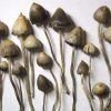 buy liberty cap mushroom