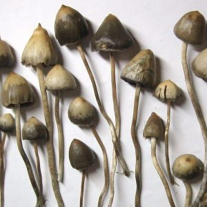 buy liberty cap mushroom