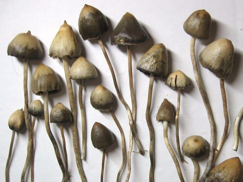 liberty caps buy liberty cap mushroom