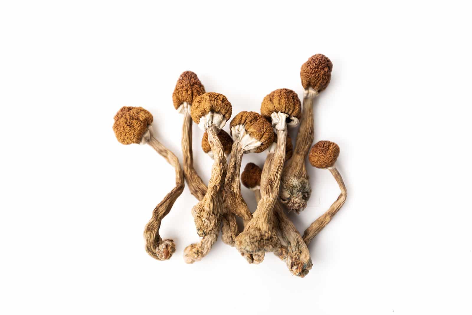 magic - Mushrooms