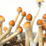 Magic Mushrooms