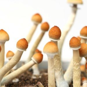 Magic Mushrooms