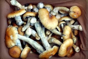 Fresh psilocybin mushrooms