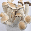 Buy Penis Envy Mushrooms