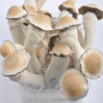 Buy Penis Envy Mushrooms