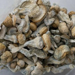 Buy Penis Envy Mushrooms