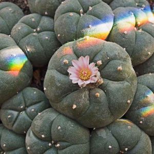 Peyote plant online
