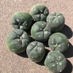 Buy Peyote Cactus Online