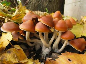 Psilocybe azurescens