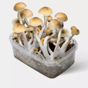 Psilocybe azurescens for sale