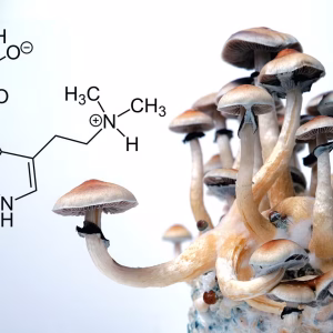 Buy Mushrooms Online